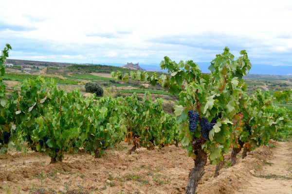 viñedos de Bodegas Carlos Moro