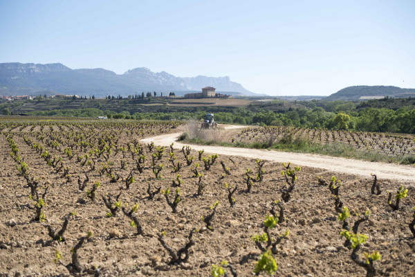 PANORÁMICA VIÑEDO AL FONDO BODEGA CLASSICA 