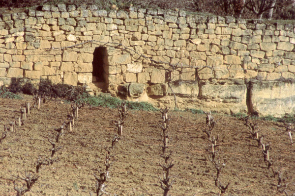 GUARDAVIÑAS DE PANGUA